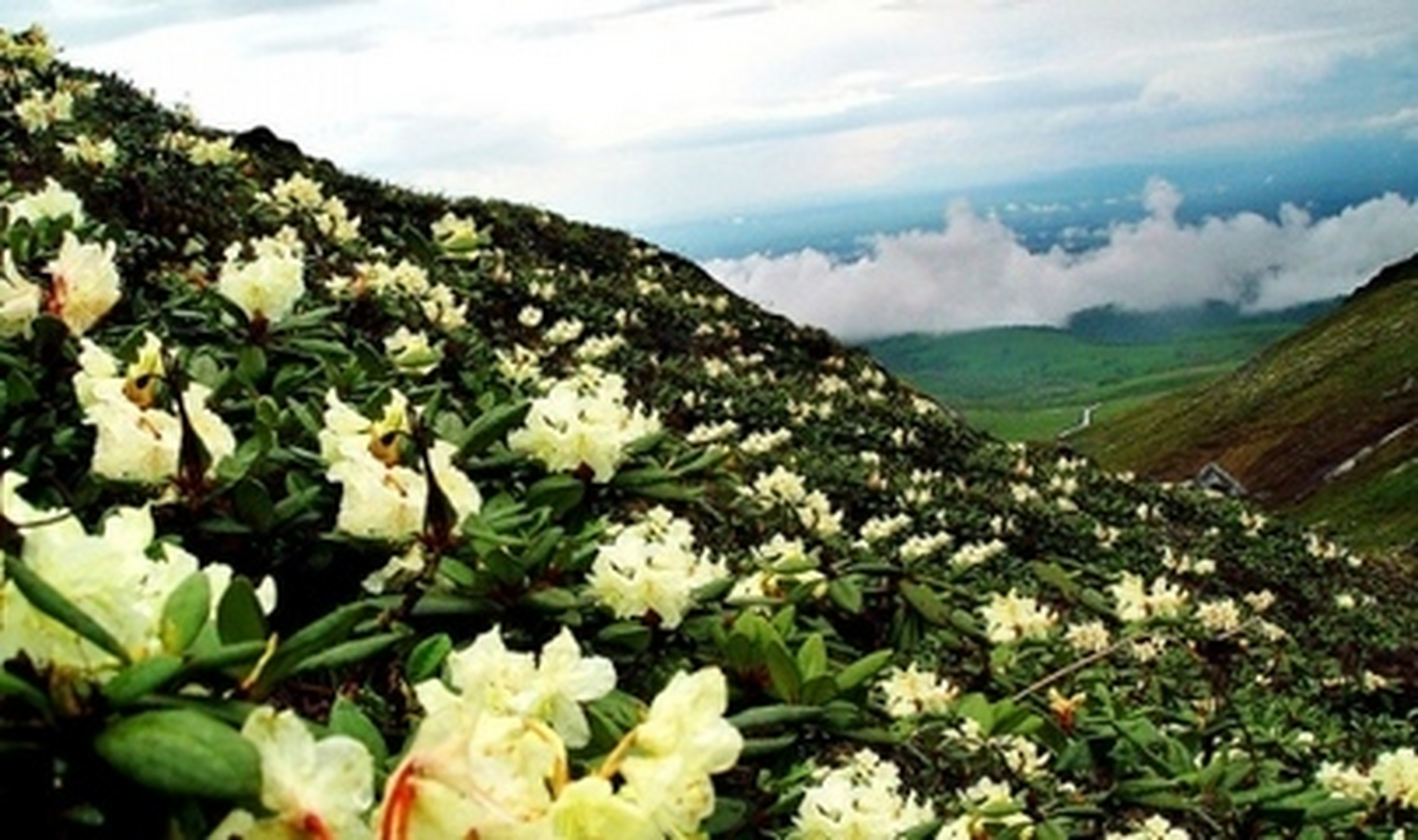 萬物皆可雲##雲遊全世界#長白山高山花園:高山花園是長白山的景點之