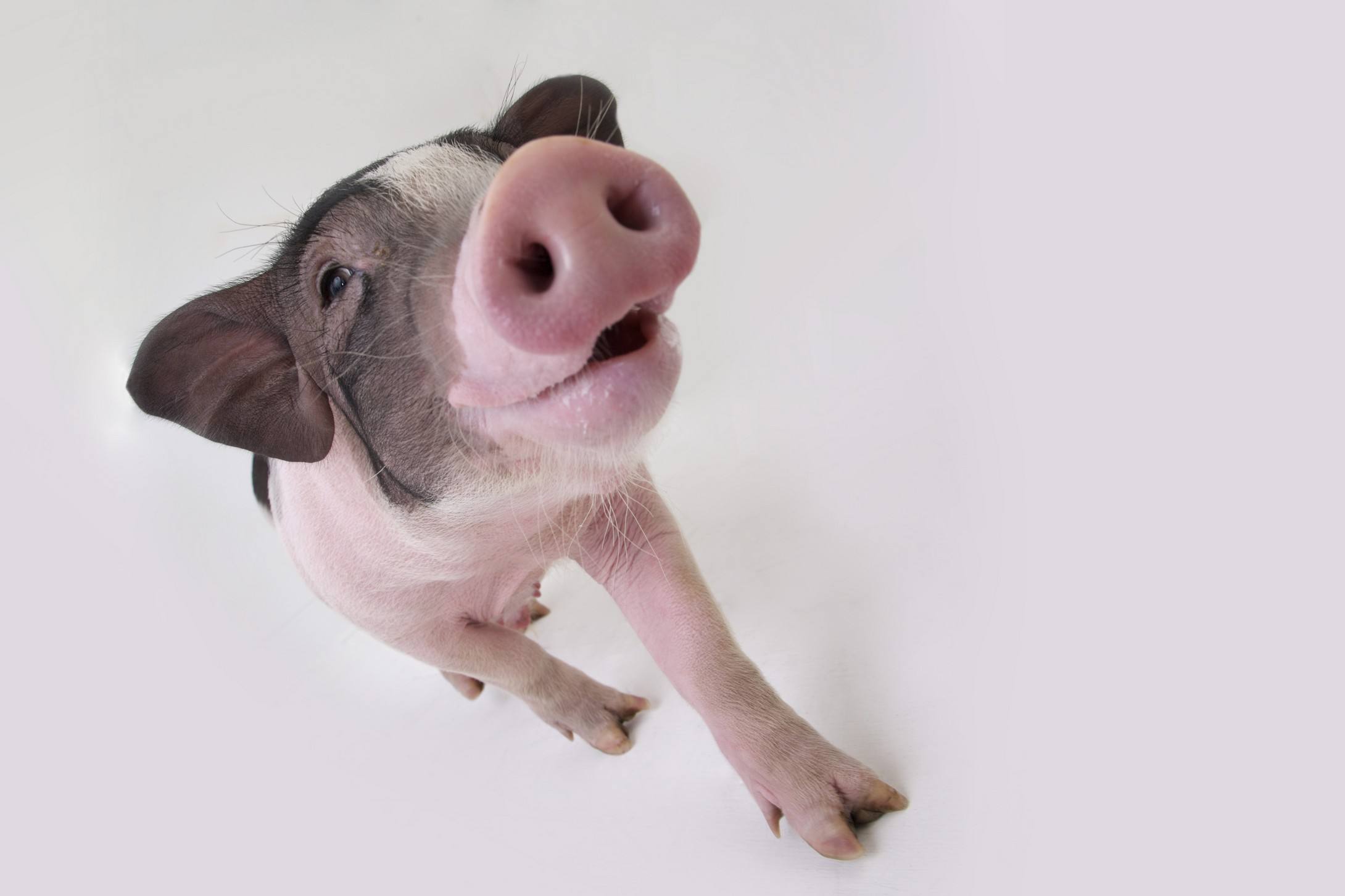 趣味测试:你觉得哪个小猪最可爱?测你19年的运气如何!