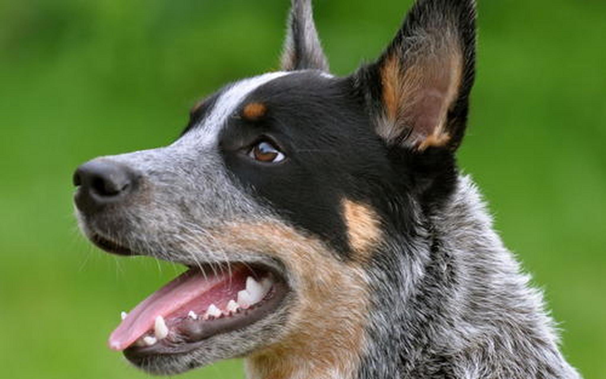 萌宠,要撒就撒真狗粮#澳洲牧牛犬:澳洲牧牛犬,别名又叫做昆士蓝赫勒犬