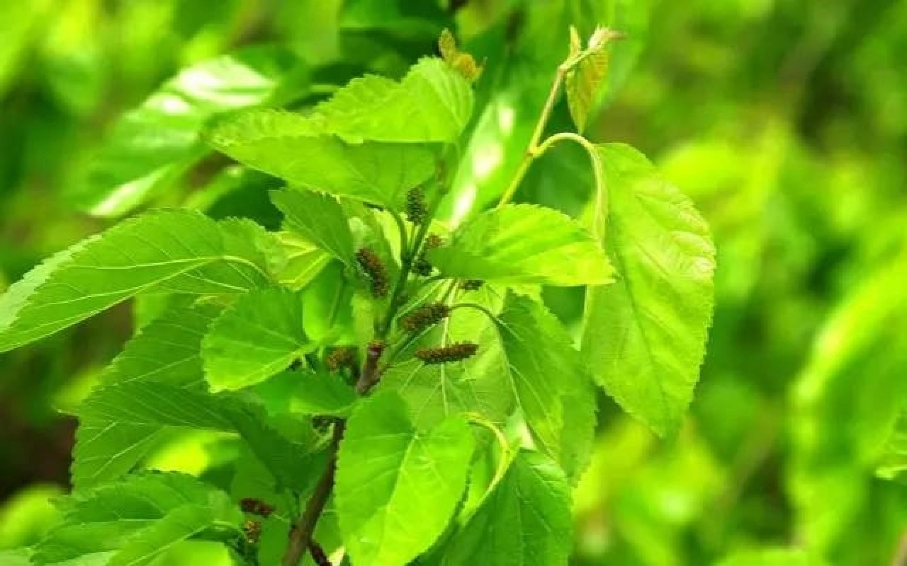 这种树叶太值钱了,可以当作茶,还能够治感冒,防三高