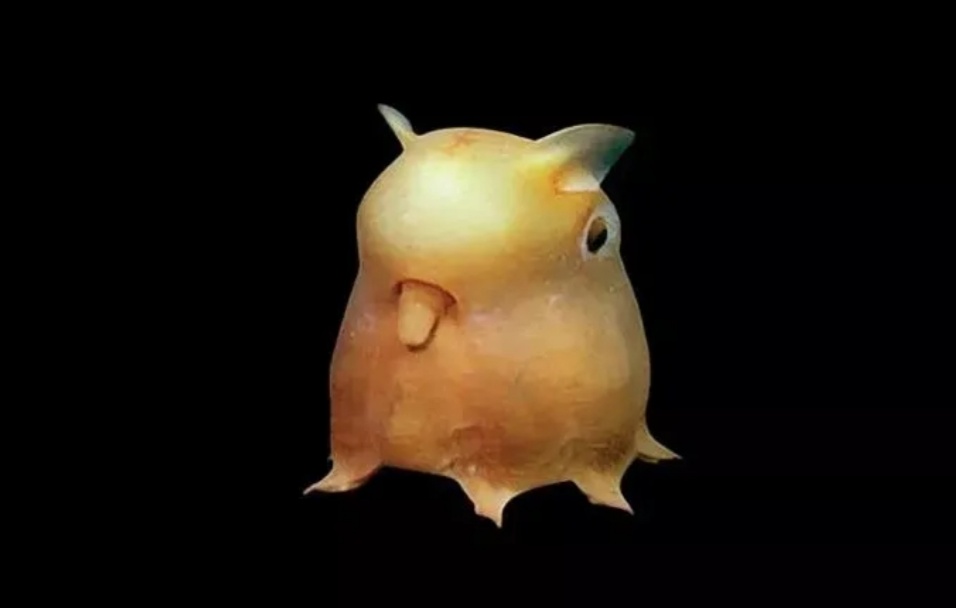 委内瑞拉贵宾犬蛾