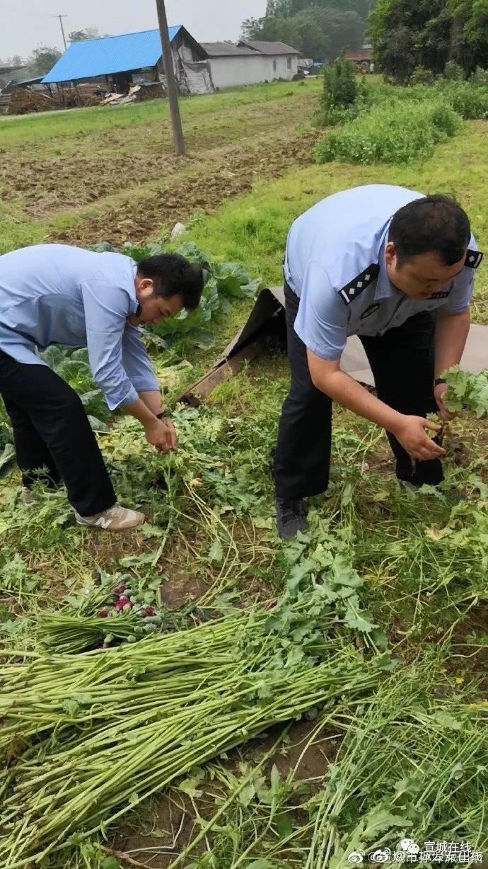 宣城市孙埠小老黑照片图片