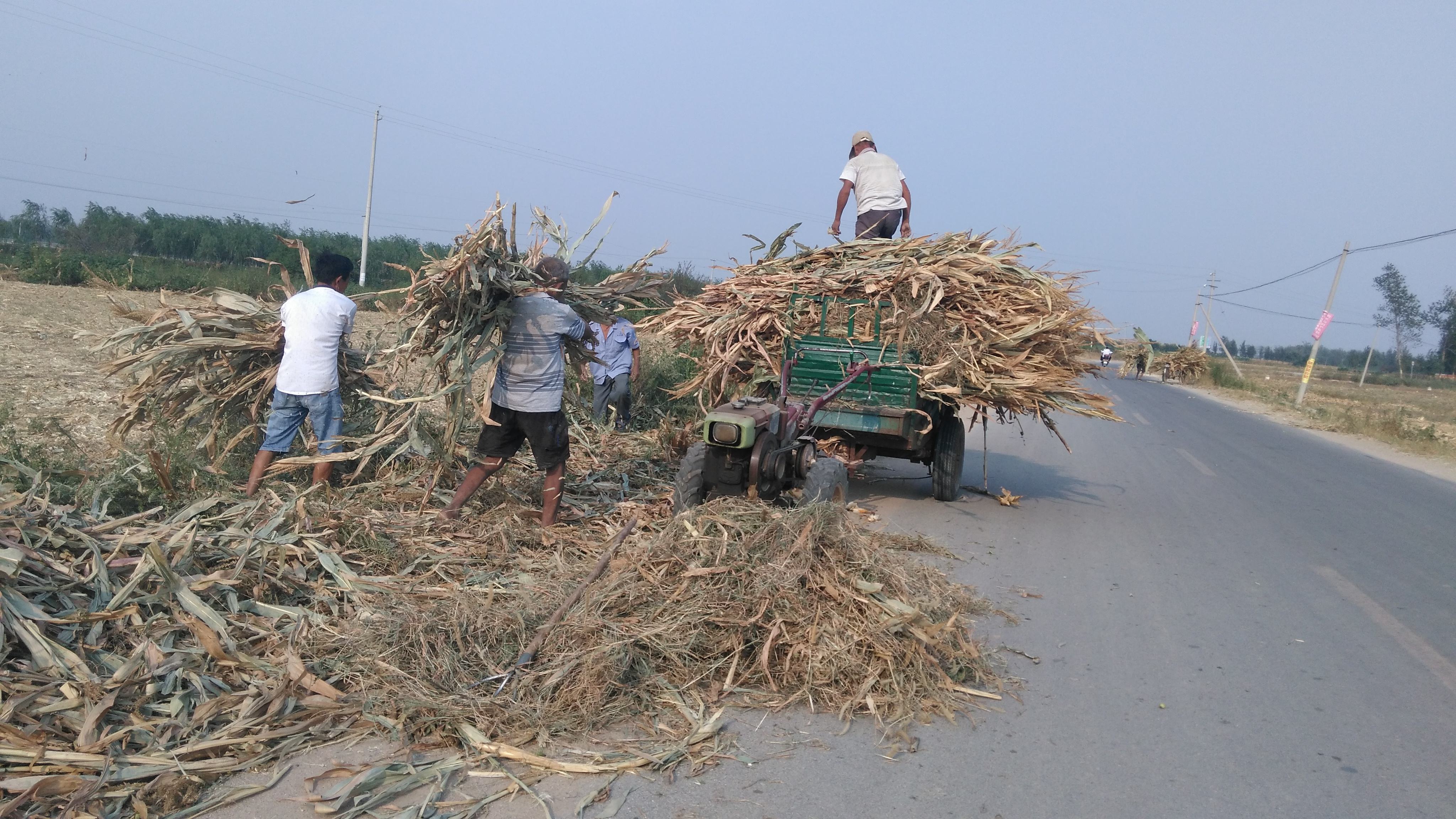 农村的玉米秸秆不让焚烧,到底该怎么处理?