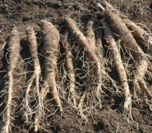 大家都见过这种山胡萝卜吗?你们那一般都是怎样吃呢?