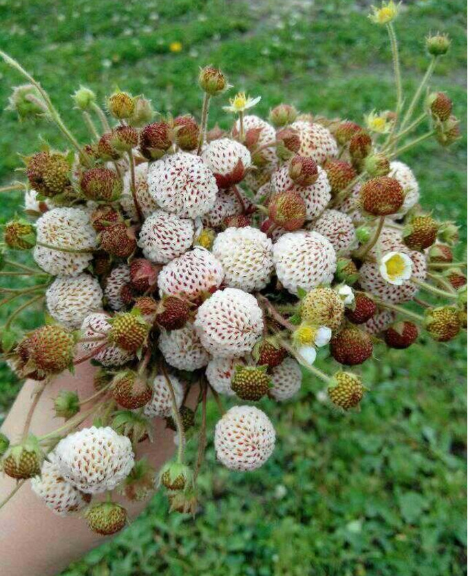 农村山上的这种"大米泡":口感香甜软糯 你们有没有吃过