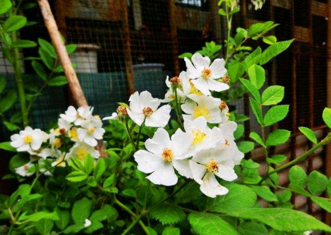 中药的故事,营实