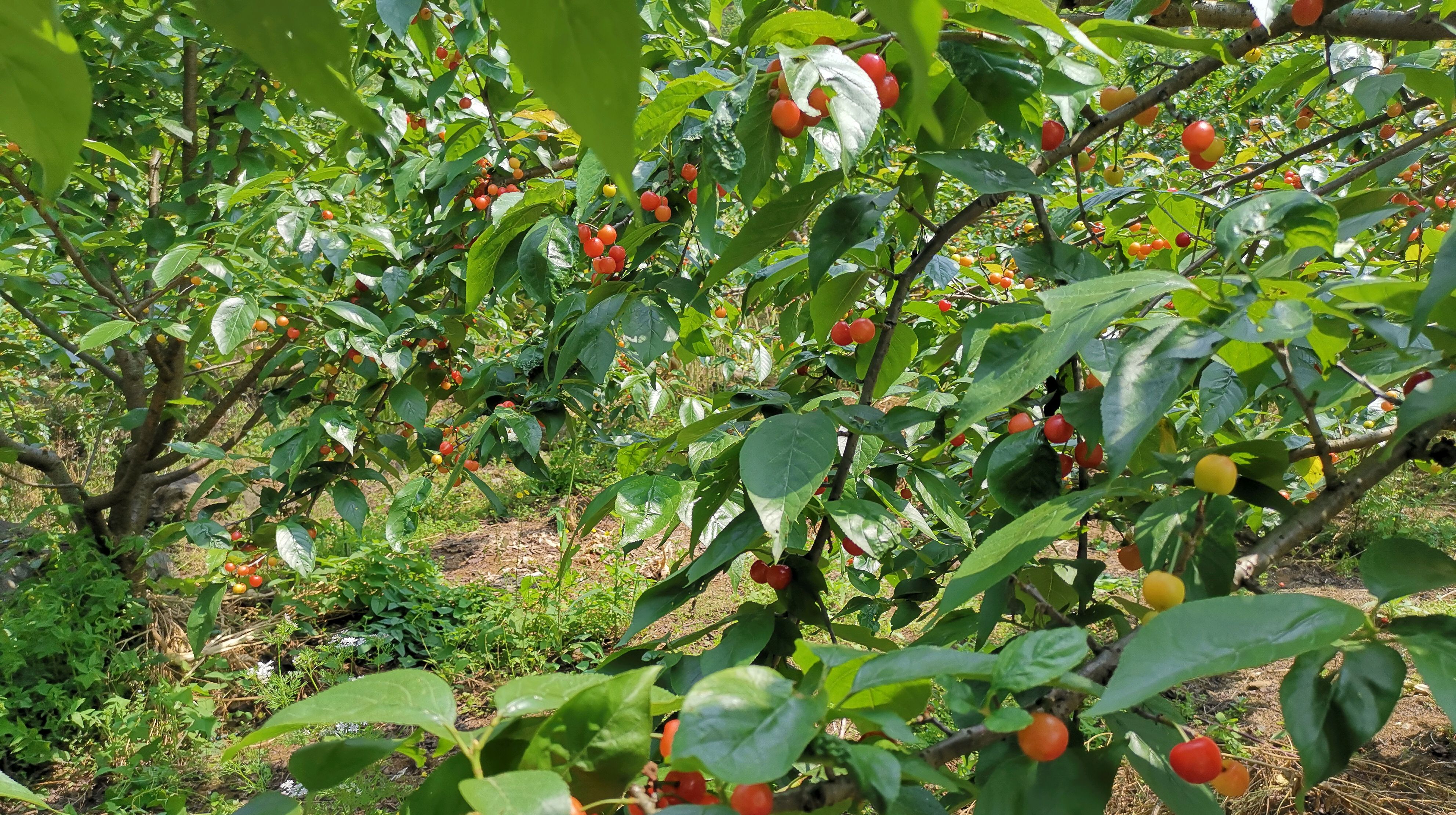 镇宁樱桃甜得像初恋,新鲜得无法形容!