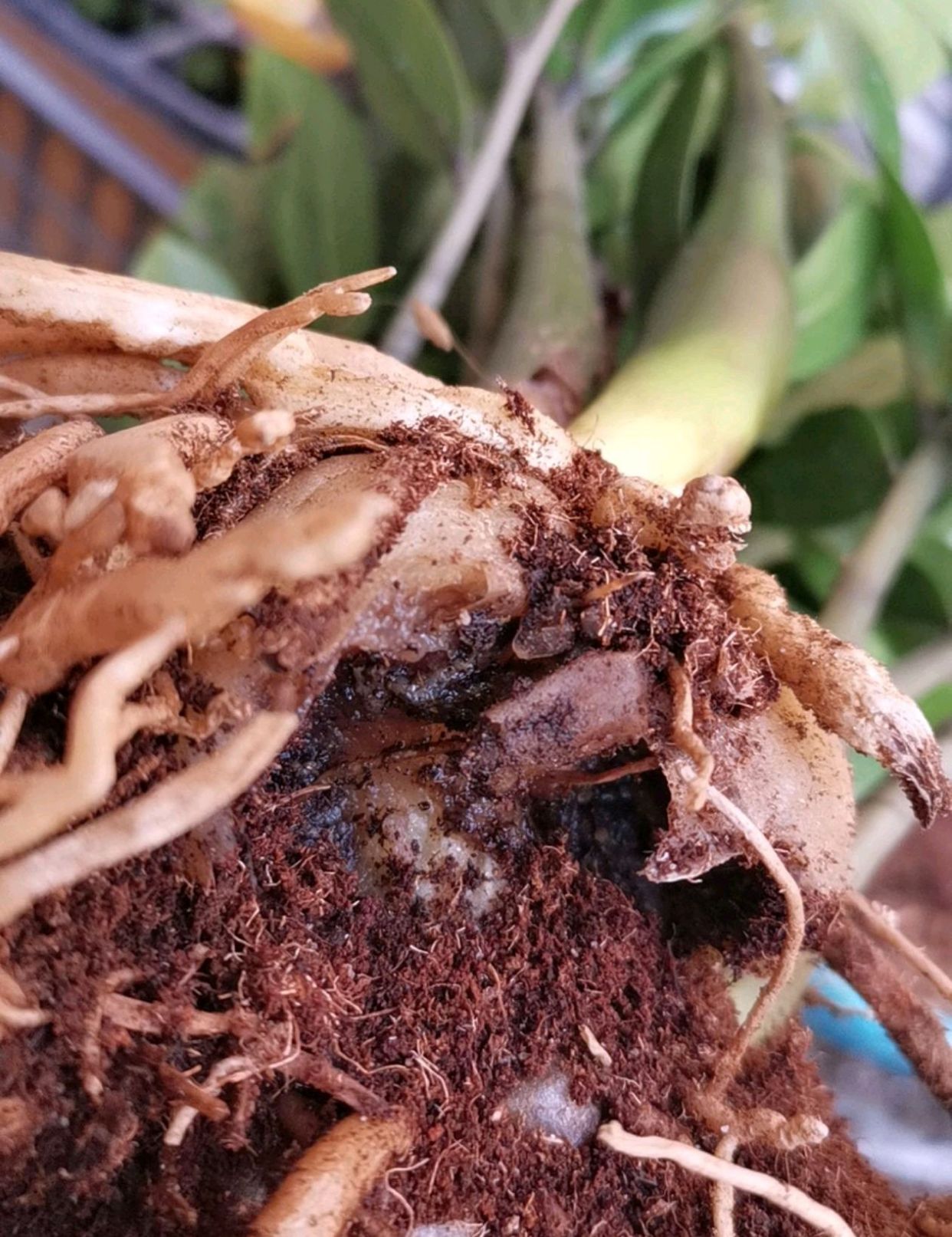 金钱树换盆发现烂根了怎么快速发根?花匠教你一招,用的都说好