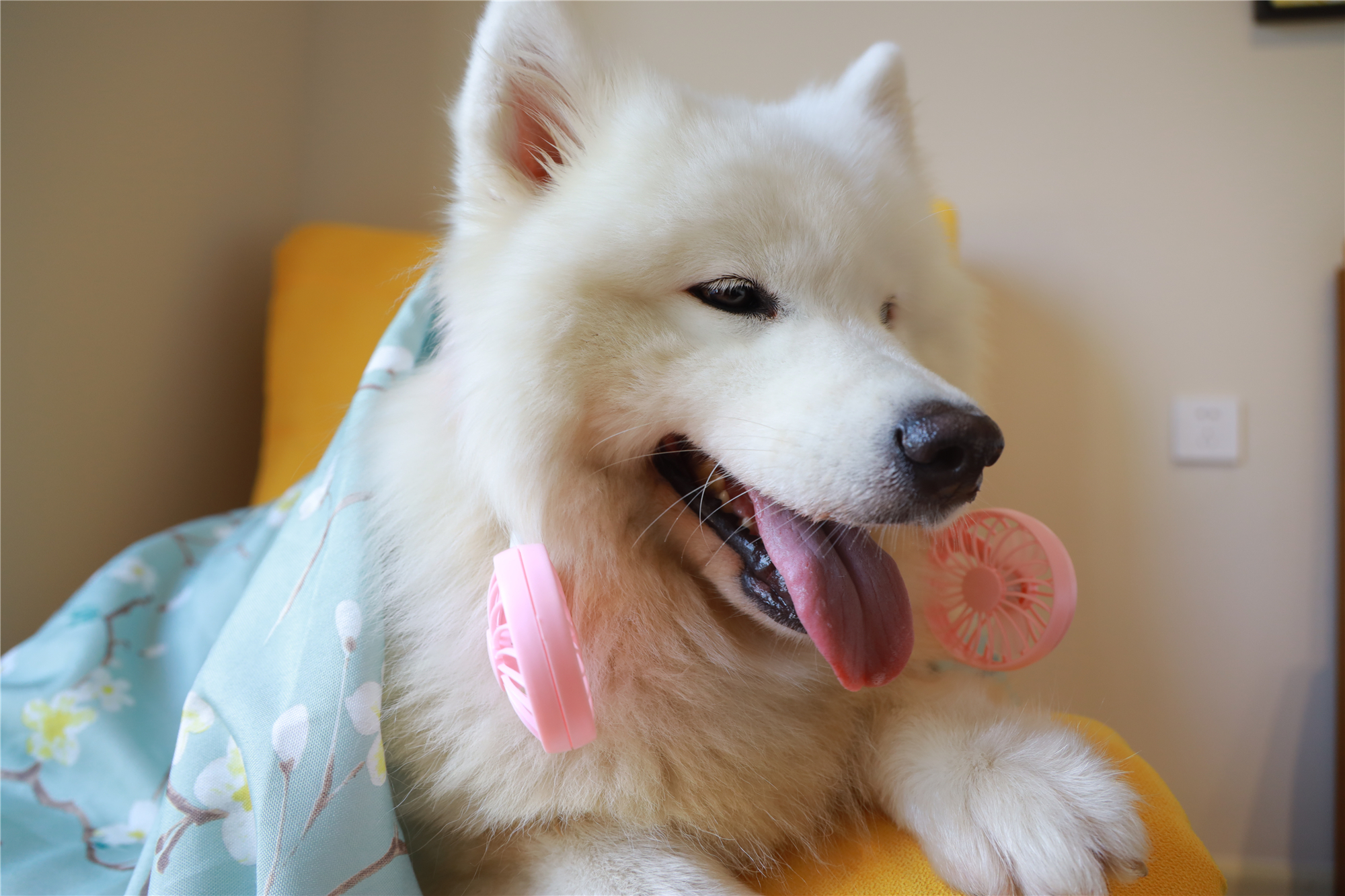 萨摩耶童心大发,披上被子扮演阿拉伯公主