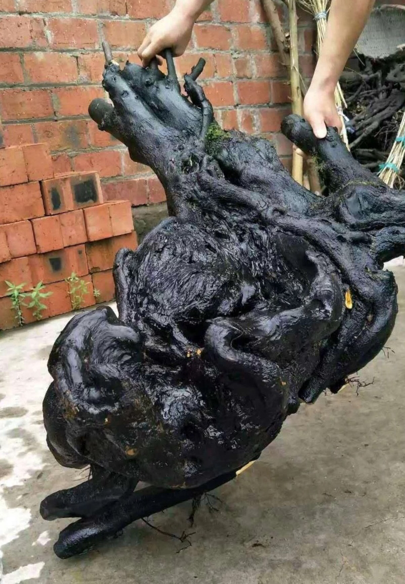 来一波金弹子怪桩.萝卜白菜各有所爱这样四个看上选哪?