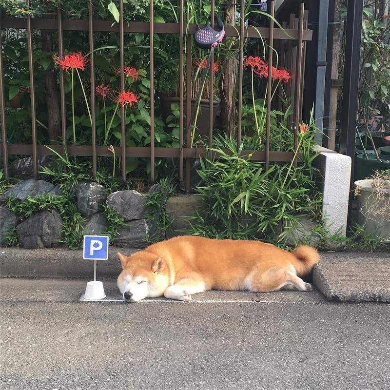 主人幫畫停車線讓汪睡覺覺,結果各種違章亂停,交警你快來管管!