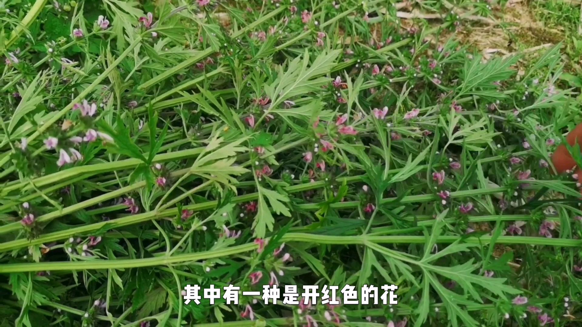 益母草分为两种,你知道哪种才是最好的吗?千万别再认错了