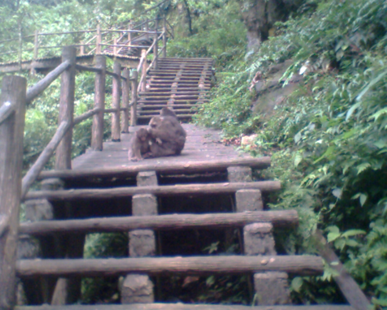 峨眉山尼姑图片