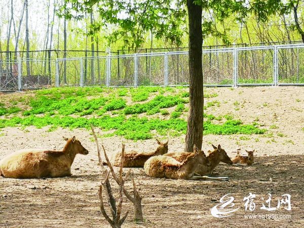 宿迁动物园喜迎一头小麋鹿 工作人员叮嘱游客悄悄看