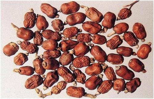这种叫做红豆蔻的果实,作用还真的不小