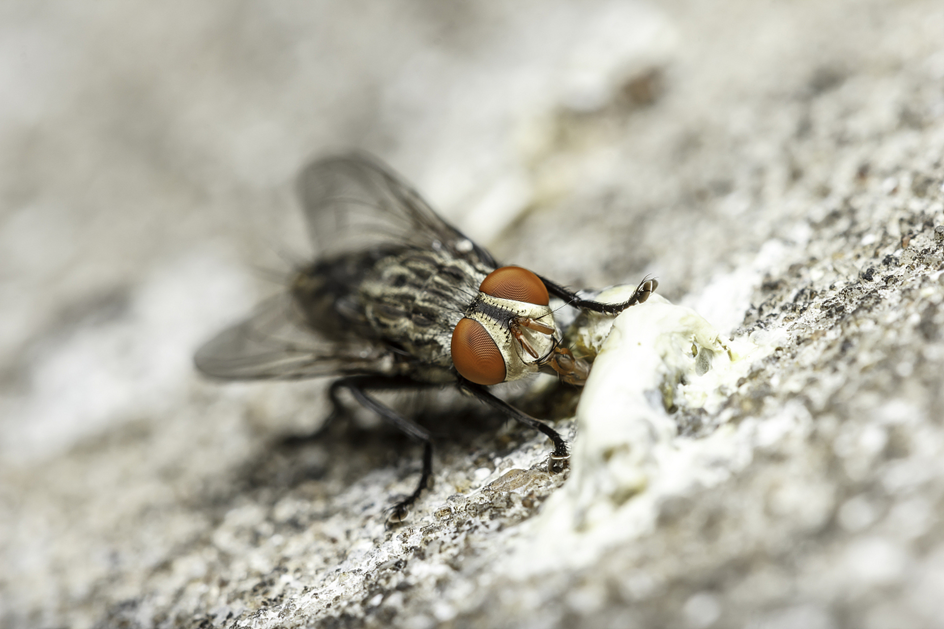 苍蝇在窗玻璃上爬行不会掉下来的原因是什么?