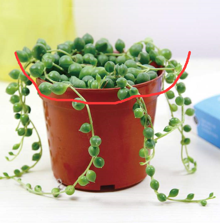 多肉佛珠吊兰藤蔓条数少?合理修剪,"发量"翻倍,长成绿瀑布