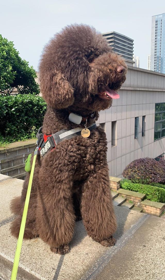 呆萌可爱的大泰迪,洗完澡"丑"到主人不敢认:这是卸妆了?