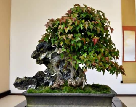 路边捡到一颗小小"三角枫",回家做"附石"盆景,5年价格过万