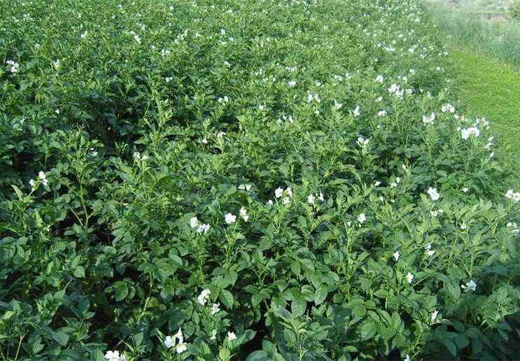 新手种植土豆,选择土壤很重要,提高产量不是梦!