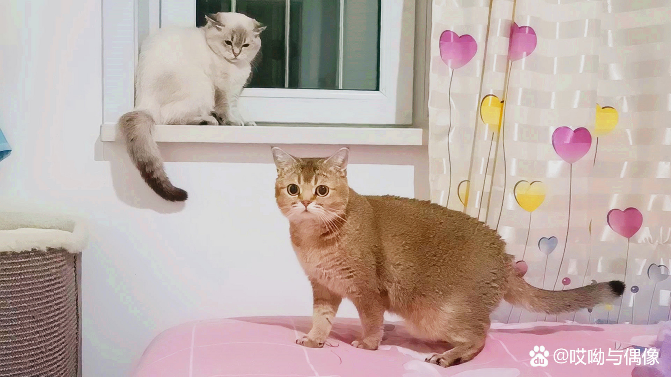 大家好,今天《哎呦与偶像》的视频已发出,欢迎大家观看,标题《翻脸!