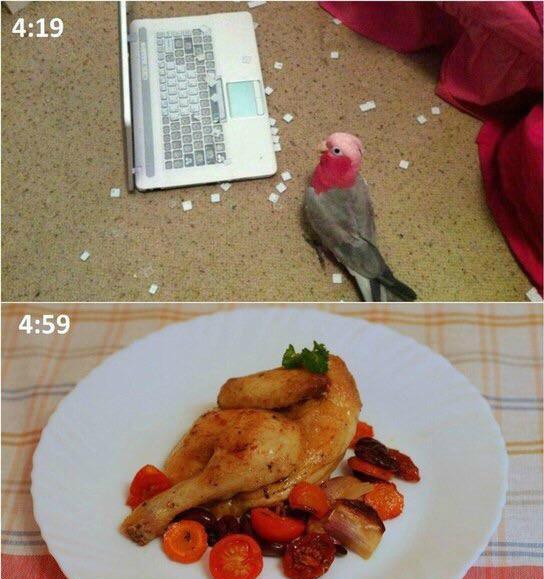 假的,鹦鹉肉没这么多