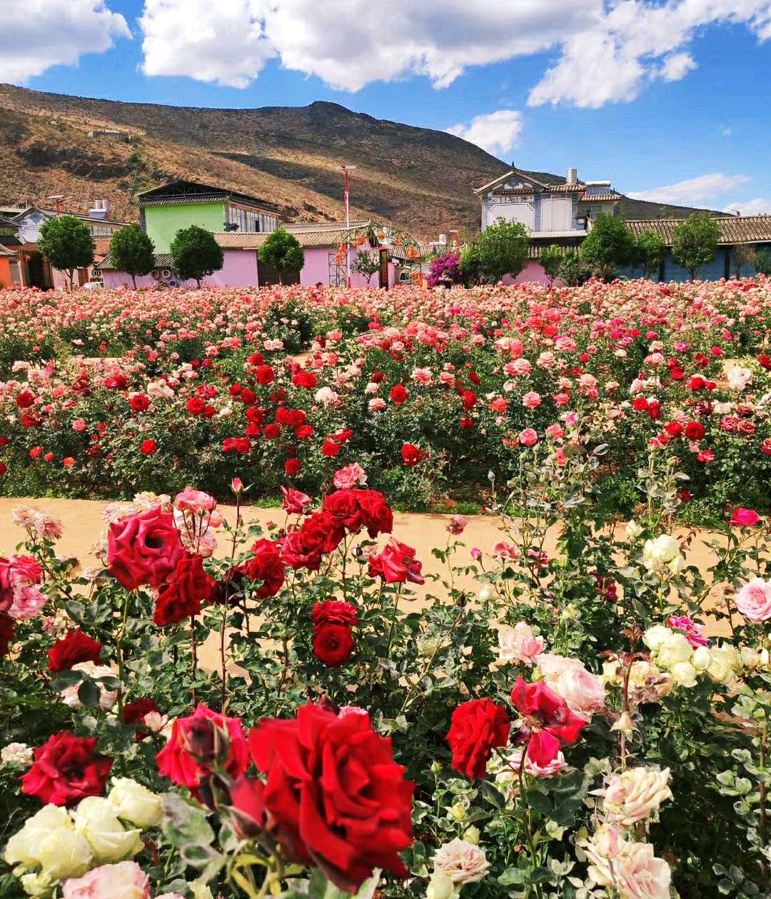 这个村整个村都种满了玫瑰花——丽江九色玫瑰小镇