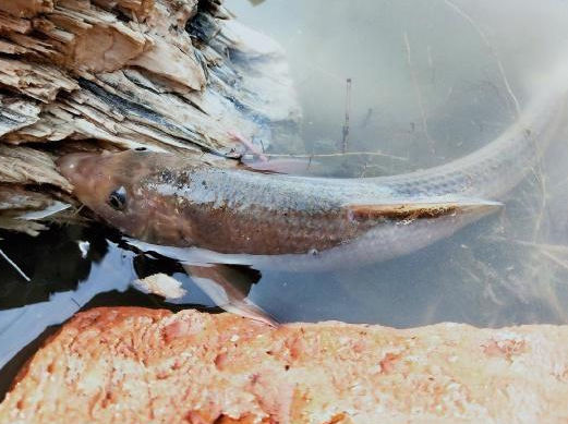 连鱼多少钱一斤 - 2020年最新商品信息聚合专区 - 百度爱采购