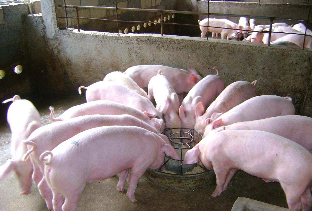 猪饲料中不能添加麸皮?容易导致母猪流产?30年的猪农道出实情