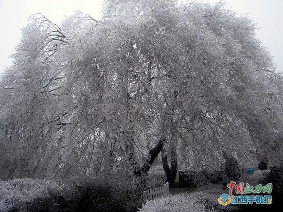 庐山雨凇图片