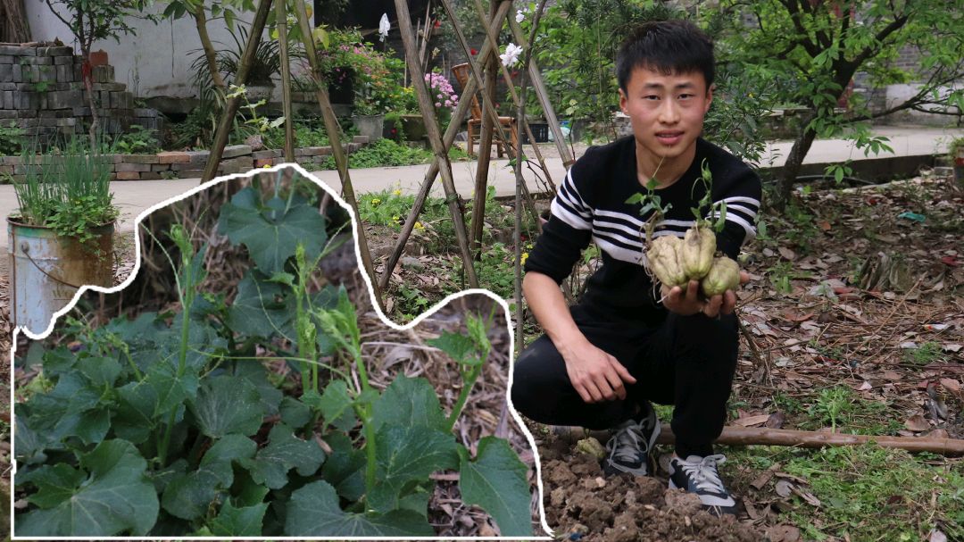 揭秘龙须菜的真面目,龙须菜就是这样种植的