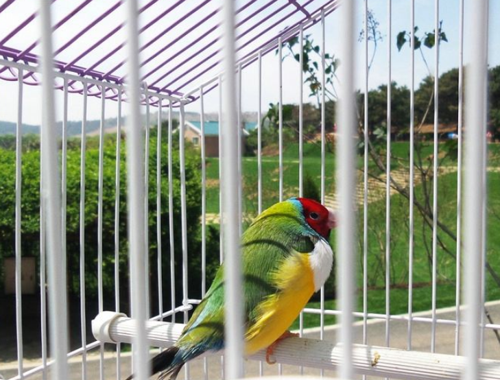 上联:"鼠无大小皆称老",有人看到笼中鹦鹉回一下联,实在是妙