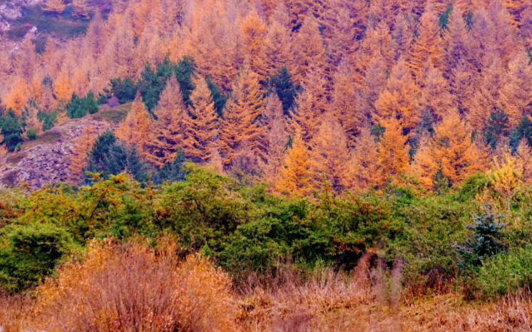 旅游:甘肃哈思山,不经意显现的景色美到惊艳众人