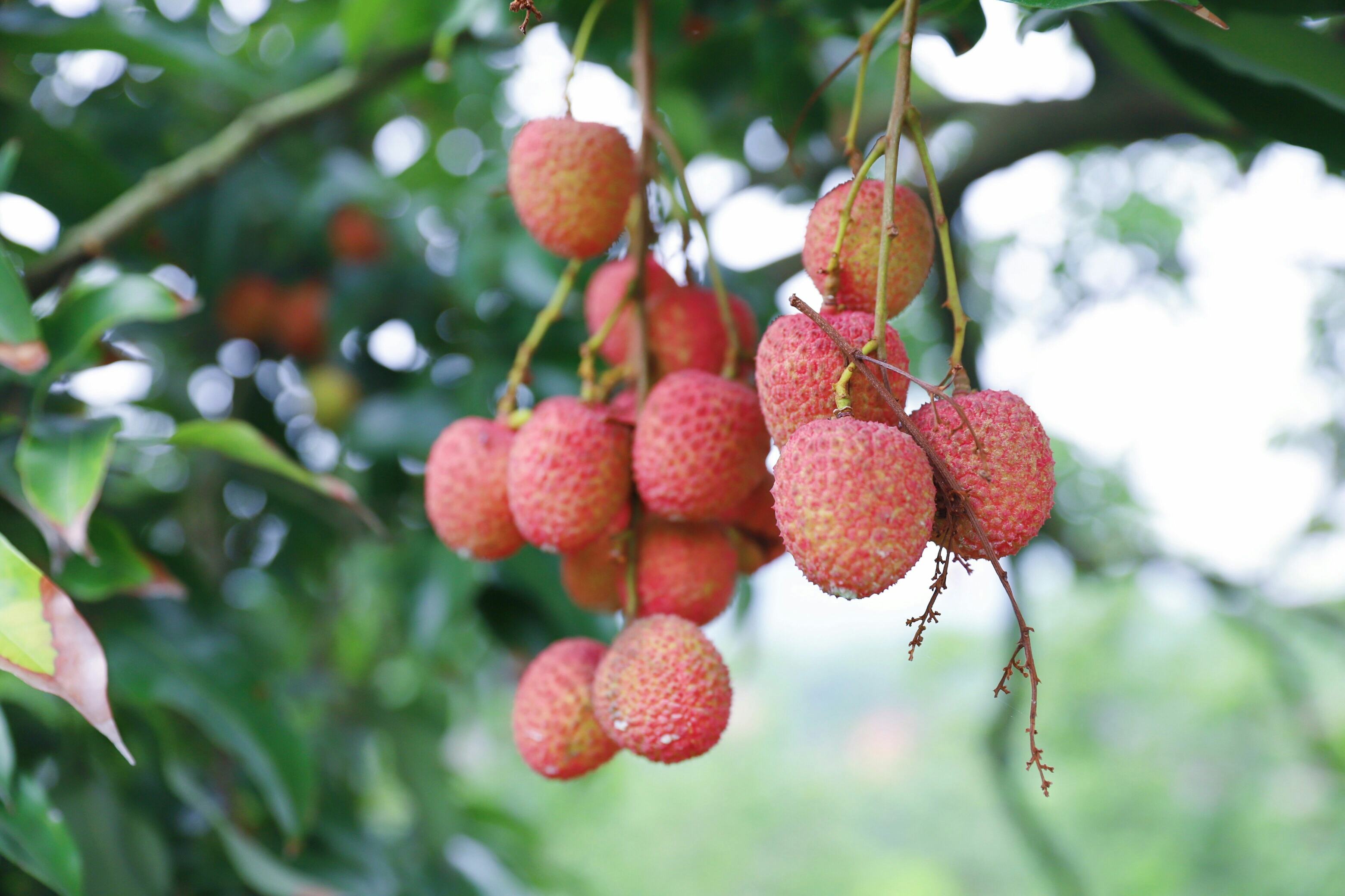 吃货诗人,大才子苏轼的吃货人生,离不开的荔枝