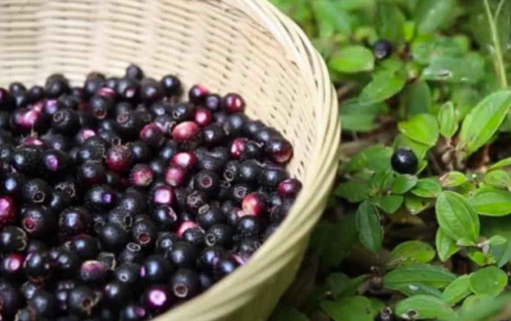 这种野果之前很常见,长得跟葡萄一样,现在基本上找不到了