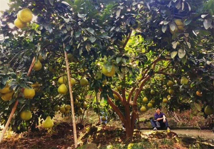 因为经过了一年的生长时间,种植柚子树的田地里面肯定有很多的枯树枝