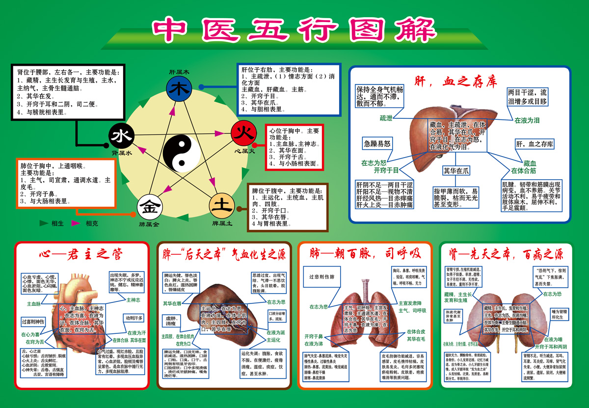 中医五行图解以及五脏的功能