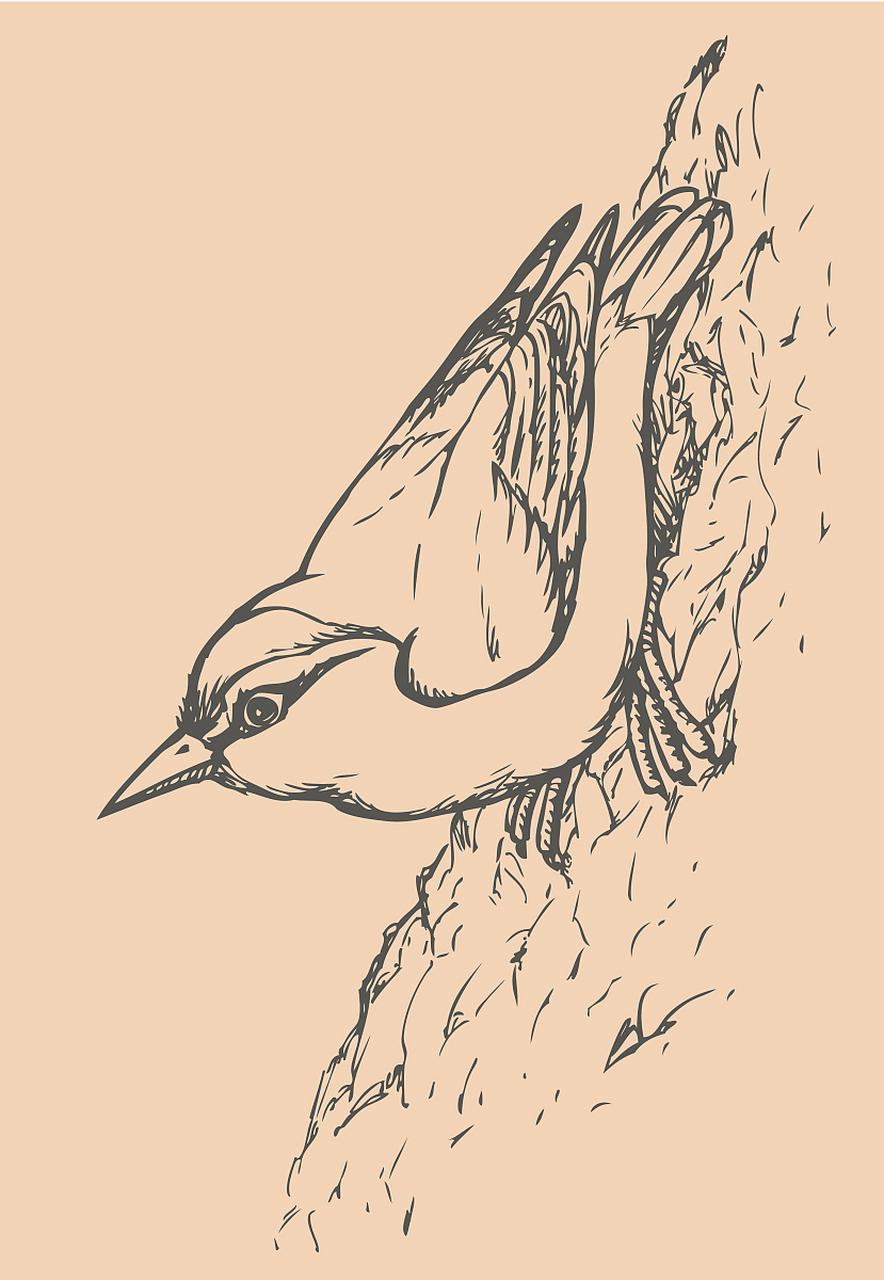 🐦 首先,我们得问问自己:翠鸟的外貌特