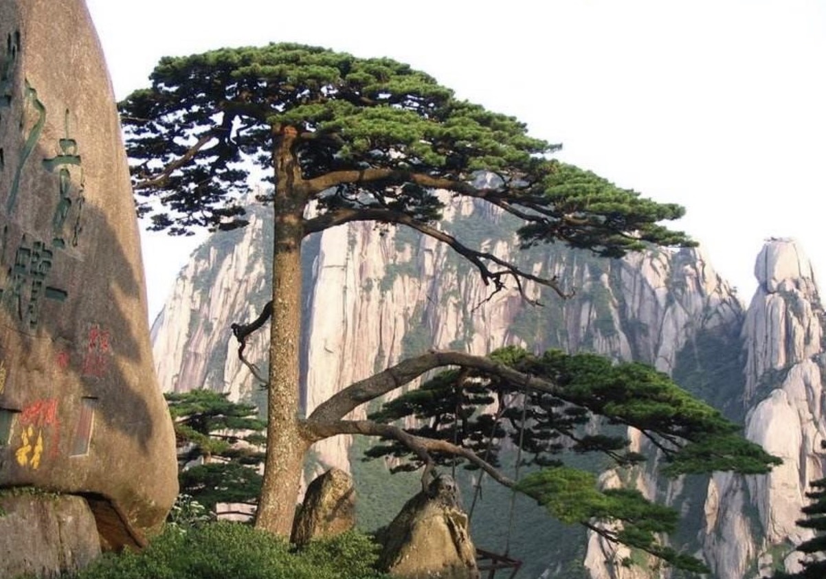 《崖松》带涩の香茗