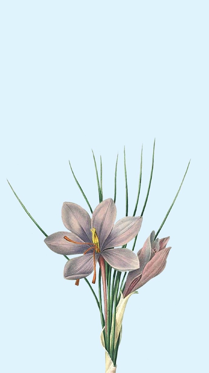 精美花卉壁纸合集,尽显欧洲浪漫气息,美到无法抗拒