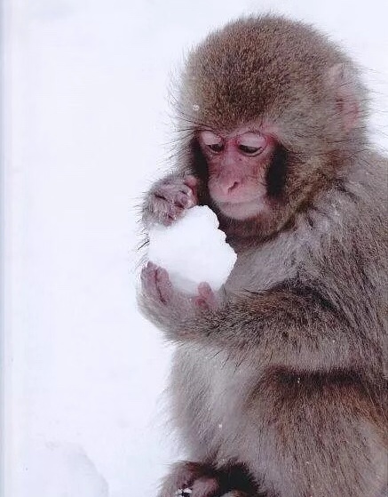 南方人:连猴子都可以在雪地里玩,羡慕呀