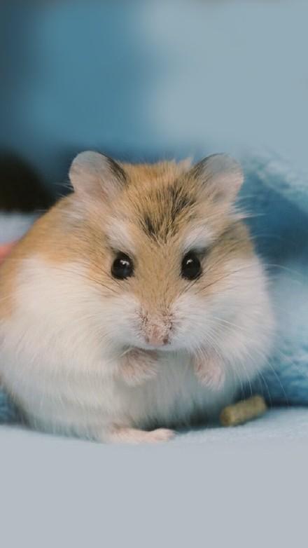 每一只仓鼠都喜欢越狱,这技能让主人防不胜防