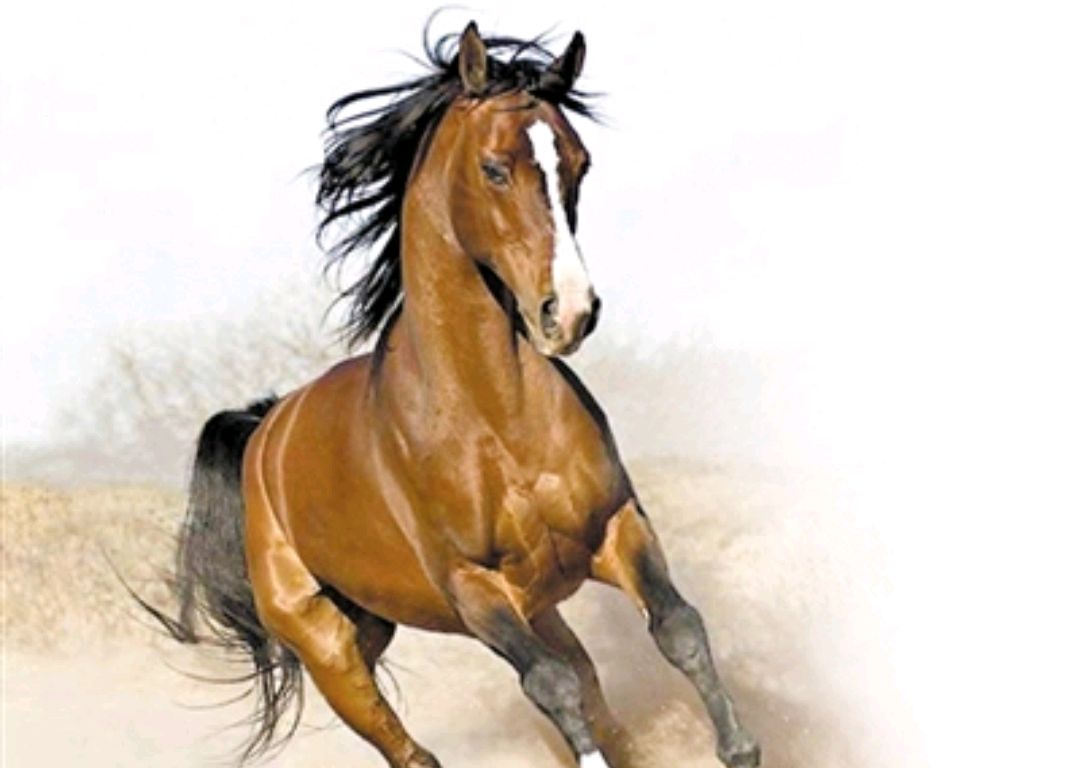 真相大揭秘:的卢马是否真的存在过?它真的对主人不利吗?