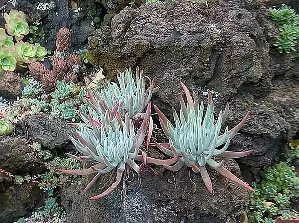 野生多肉遍地是,我到底该不该挖?