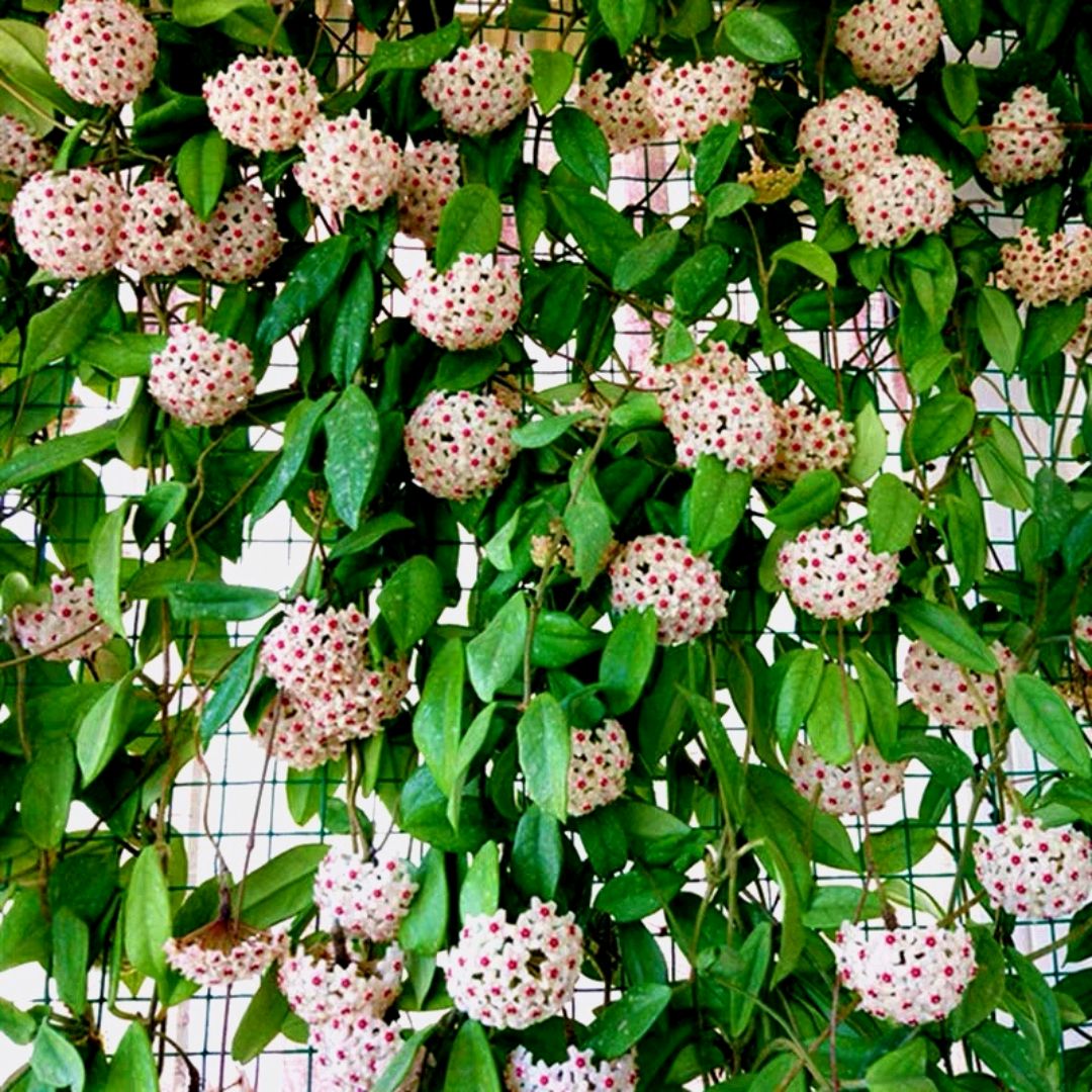 一种可藤可吊的网红花—球兰,如何做让它开花更多