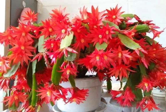 1种红色的昙花,却叫"假昙花",白天开放,夜间闭合,花苞硕大