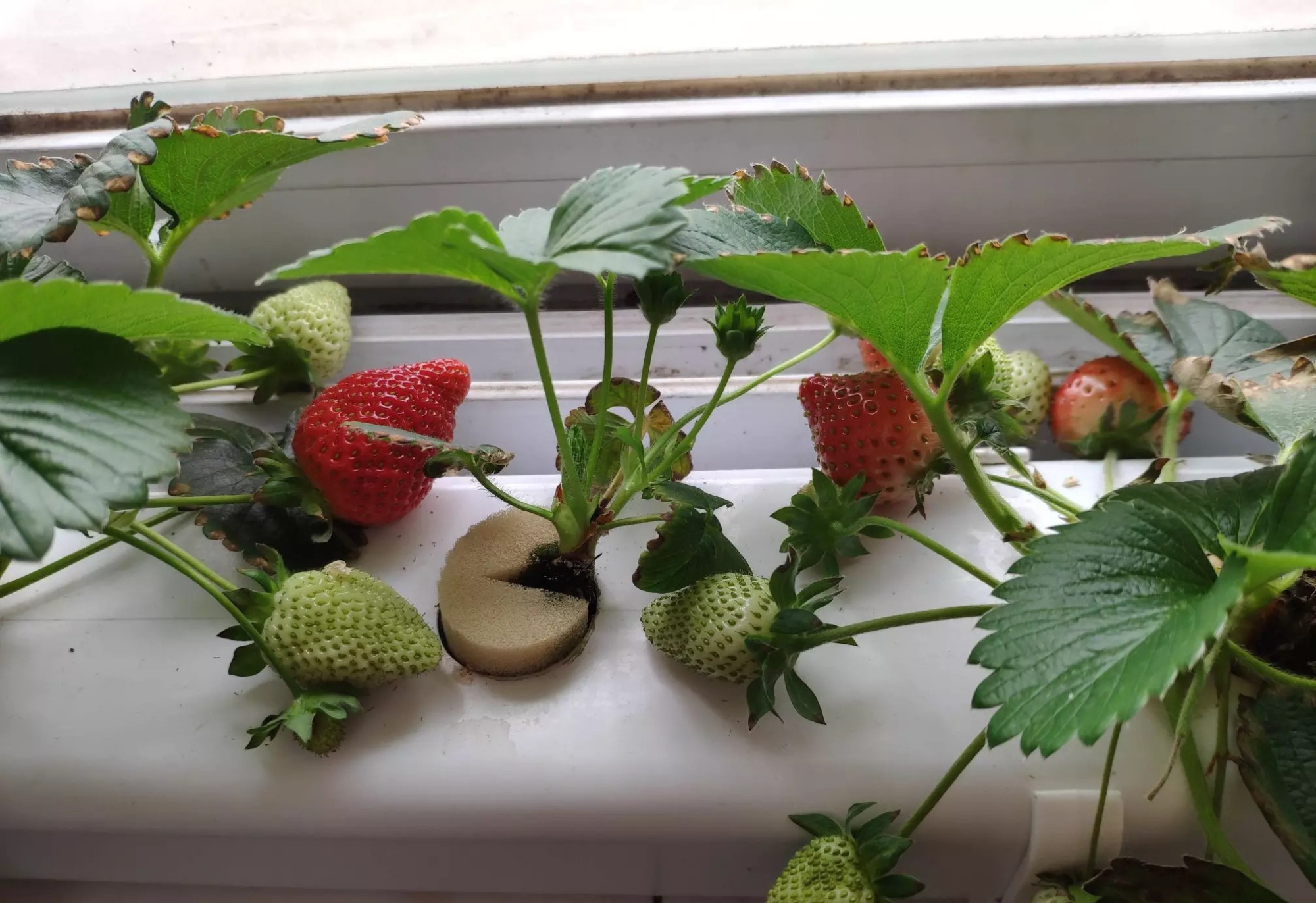 花盆- 热门商品专区