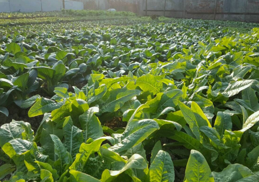 农业技巧天天看:种芥菜时注意几点,掌握好这些,种出美味的菜
