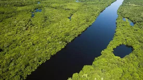 亚马逊森林未解之谜图片
