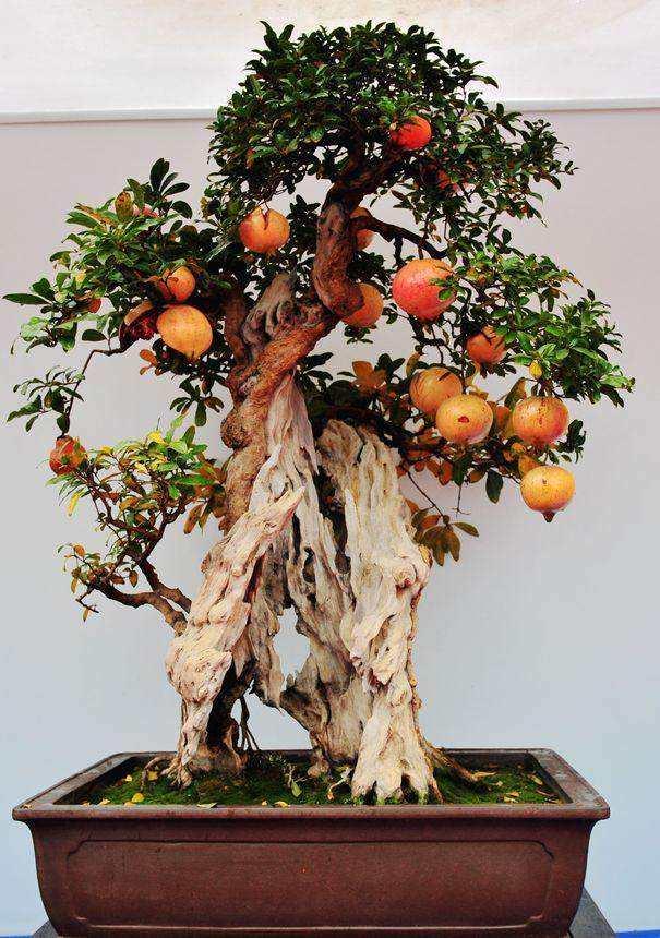 石榴果子汁多味甜,养成盆景也很有韵味,怎么养也要看技术